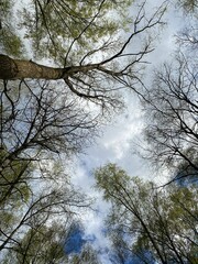 Tree tops in spring in the forest, view from below