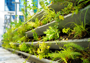 Obraz premium Living wall with green plants in a vertical wall garden in spring. Urban greening for climate adaptation. Geveltuin, groene gevel. Vertical gardening for stimulating biodiversity. Green facade.