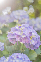 あじさいを照らす