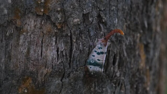 Moving going upwards as seen on the bark, Lantern Bug Pyrops ducalis, Khao Yai National Park, Thailand.
