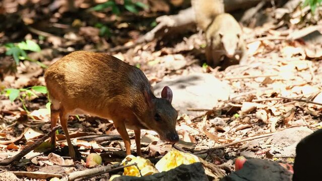 Seen eating fruits as a squirrels approaches from the back, Lesser Mouse-deer Tragulus kanchil, Khaeng Krachan National Park, Thailand.