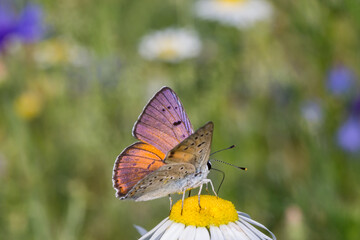 Motyl czerwończyk zamgleniec na łące