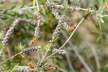 graines de callistemon
