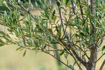 Branches d'olivier de Nyons