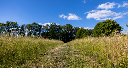 A rural mowed road against a blue sky background runs through tall grass, illustrating the idea of travel and tourism.