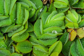 Fototapeta na wymiar Tropical growing green leaves nature texture pattern