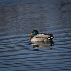 Male mallard duck swimming in a small body of water.