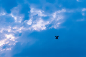 夕暮れに鳥が飛ぶ