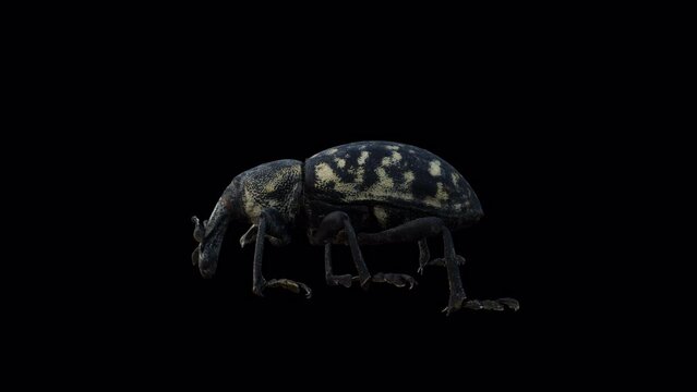 İnsect – Liparus Glabrirostris Walk Side View, Animation.3840×2160.05 Second Long.Transparent Alpha video.LOOP.