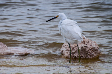 Great egret (Ardea alba), a medium-sized white heron fishing in the Rio Lagartos River, which is part of a natural reserve in Yucatan Peninsula, Mexico.