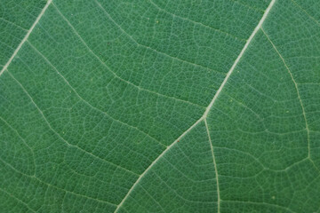 green leaf texture