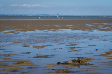 seagulls on the beach