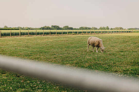 Zulte, belgium 2022-06-20: the village Zulte of the country belgium during the summer