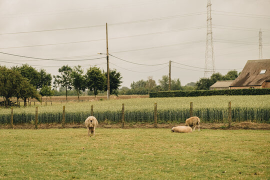 Zulte, belgium 2022-06-20: the village Zulte of the country belgium during the summer