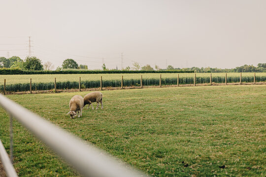 Zulte, belgium 2022-06-20: the village Zulte of the country belgium during the summer