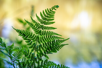 Beautiful green fern at blurred background
