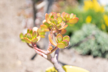 succulent plant of cactus in sunny day, selective focus