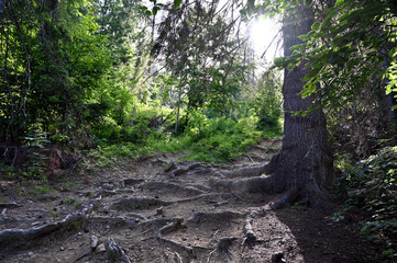 tree roots on a mountain path

