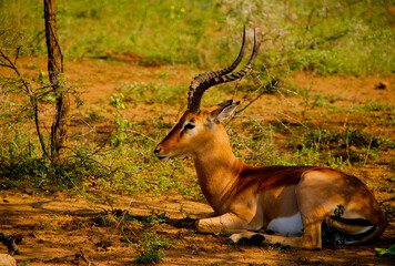 Impala male resting in the shade