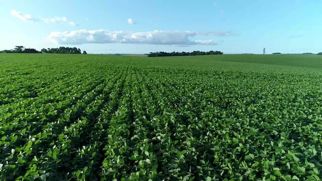 Green Soybean Field