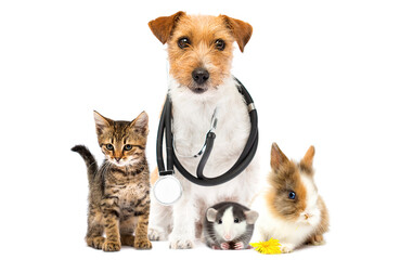 dog and cat and stethoscope