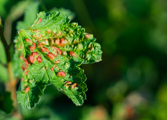 Common Plant Diseases. Peach leaf curl on currant leaves. Puckered or blistered leaves distorted by pale yellow aphids.