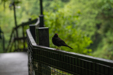 black bird on a fence