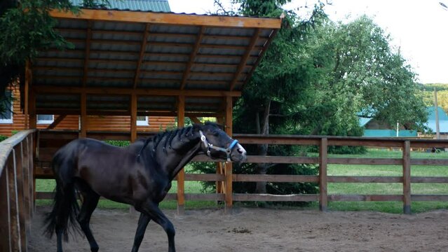 Shooting a wild horse in a wooden paddock in the shade of trees.