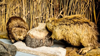 Wypchane bobry © RITHOR