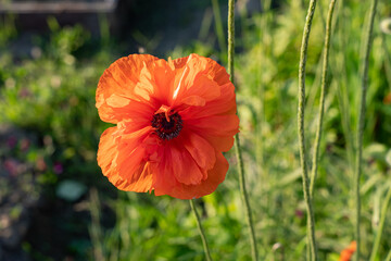 Field of Corn Poppy Flowers Papaver rhoeas in Spring