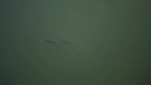 Water snake swimming in the water