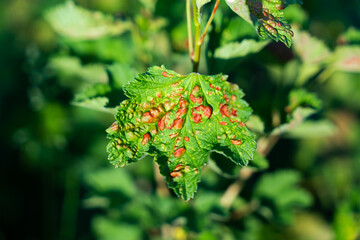 Common Plant Diseases. Peach leaf curl on currant leaves. Puckered or blistered leaves distorted by...