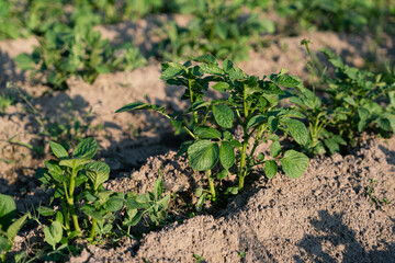 potato bush. growing potatoes in the garden