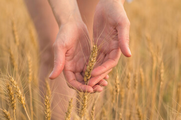 Fototapeta na wymiar Wheat ears close-up in female hands, selective focus. Wheat field, harvest