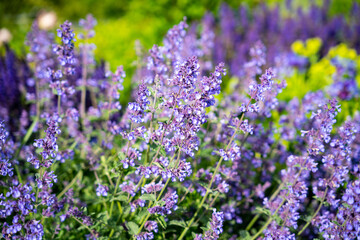 purple flowers grow strong as the bees and other critters come to enjoy the pollen that these beautiful flowers create. 