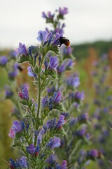 Blue flowers of vipers bugloss and  a bumblebee drinking nectar