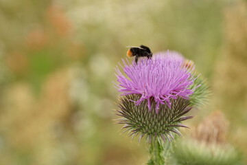 Violet scottish thistle flower with bumblebee 