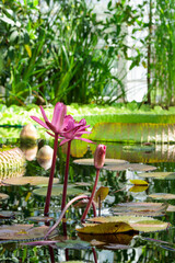 Fototapeta na wymiar Water lilly flower in laguna
