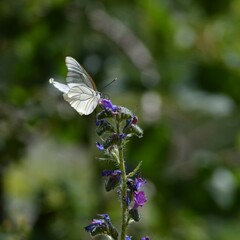 Simbiosis entre Blanca del Majuelo y Paquetequieromañosa