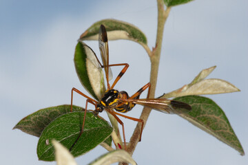 A beautiful striped cranefly mimicing a wasp (Ctenophora elegans)