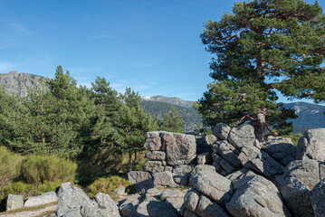 Scots pine forest in Fuenfria Valley, municipality of Cercedilla, province of Madrid, Spain
