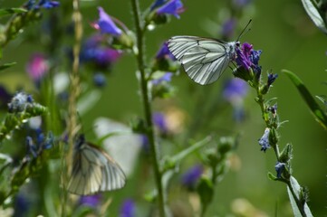 Simbiosis entre Blanca del Majuelo y Paquetequieromañosa