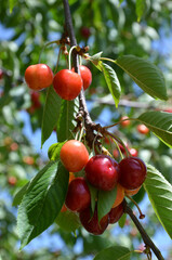 Kischen reifen am Baum