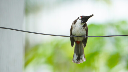red headed woodpecker