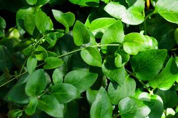 Tropical growing green leaves nature texture pattern