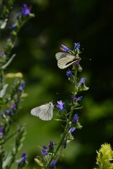 Simbiosis entre Blanca del Majuelo y Paquetequieromañosa