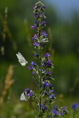 Simbiosis entre Blanca del Majuelo y Paquetequieromañosa