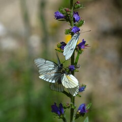 Simbiosis entre Blanca del Majuelo y Paquetequieromañosa