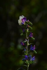 Simbiosis entre Blanca del Majuelo y Paquetequieroma&ntilde;osa