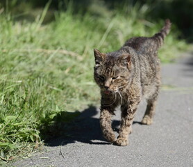 A striped cat walks along a park path along a green lawn on a hot sunny day